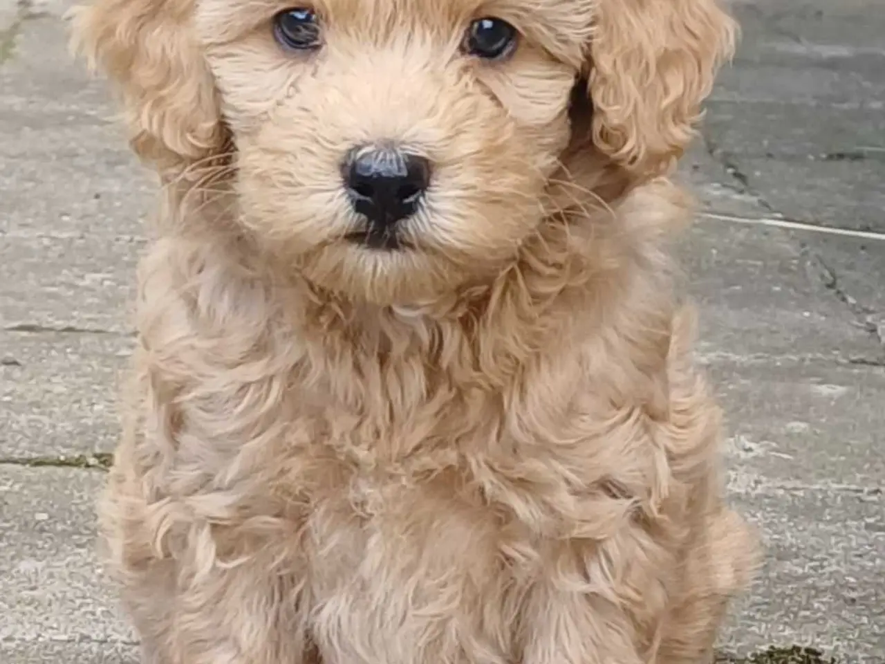 Billede 9 - Doodle / cockapoo hvalpe