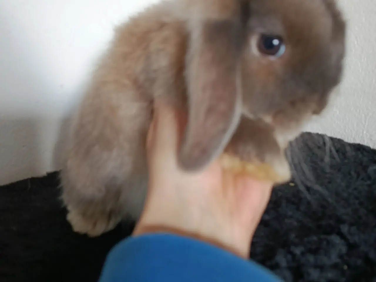 Billede 2 - Mini Lop, Satin