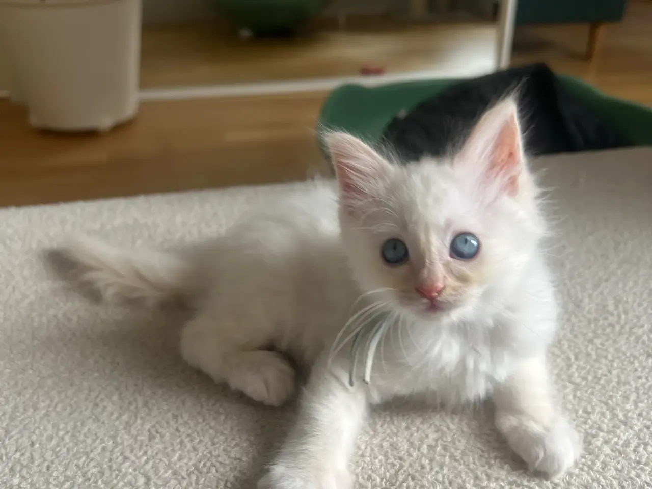 Billede 1 - Ragdoll/maine coon
