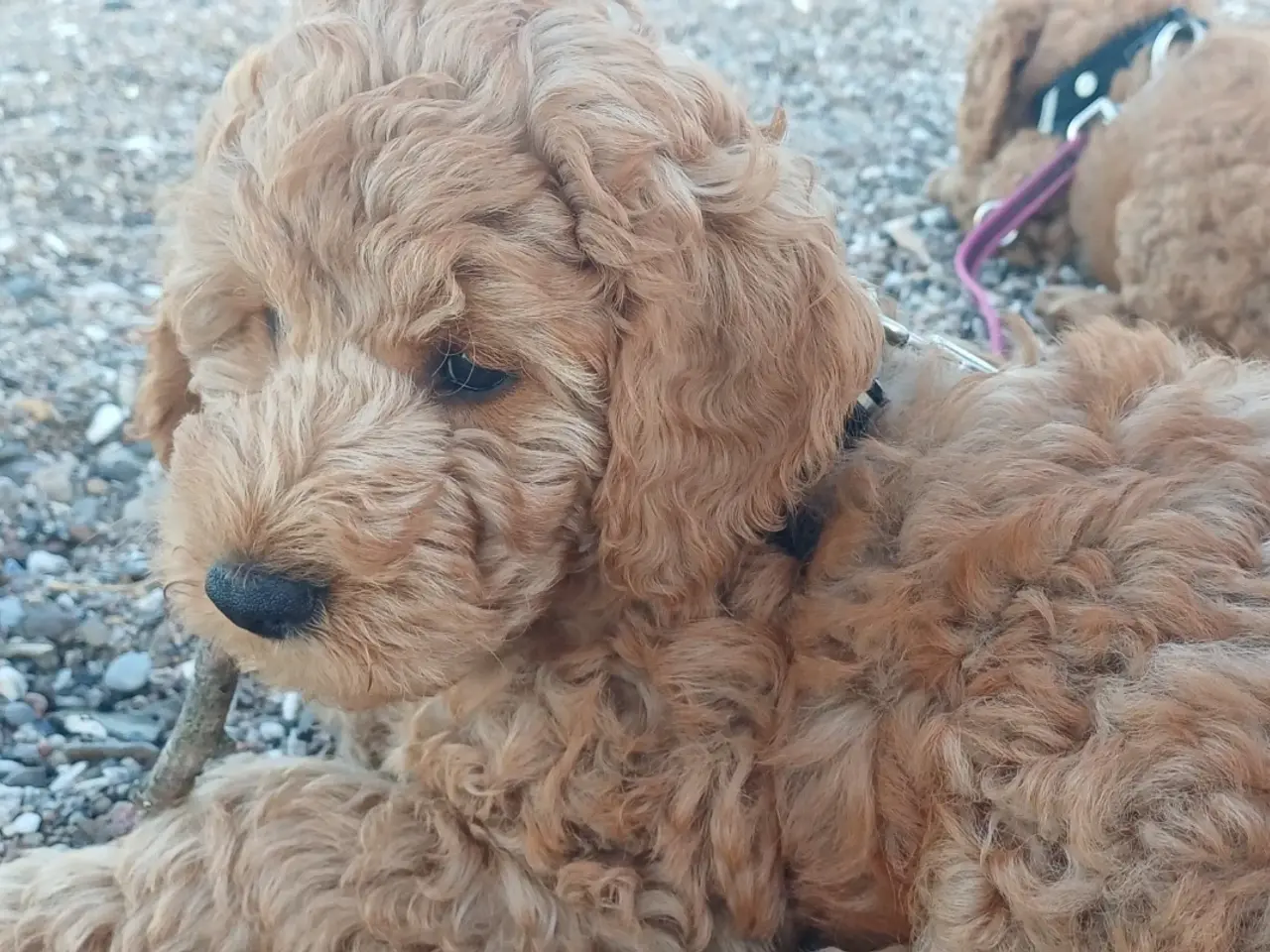 Billede 3 - Cockapoo hvalp - Rejseklar