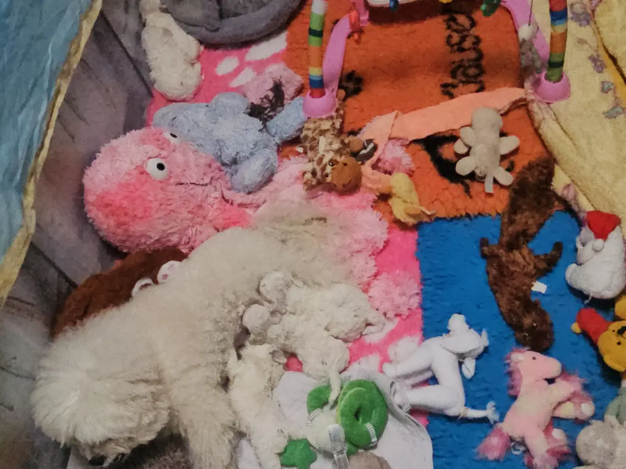 Billede 19 - Bichon Frise allergivenlige hvalpe