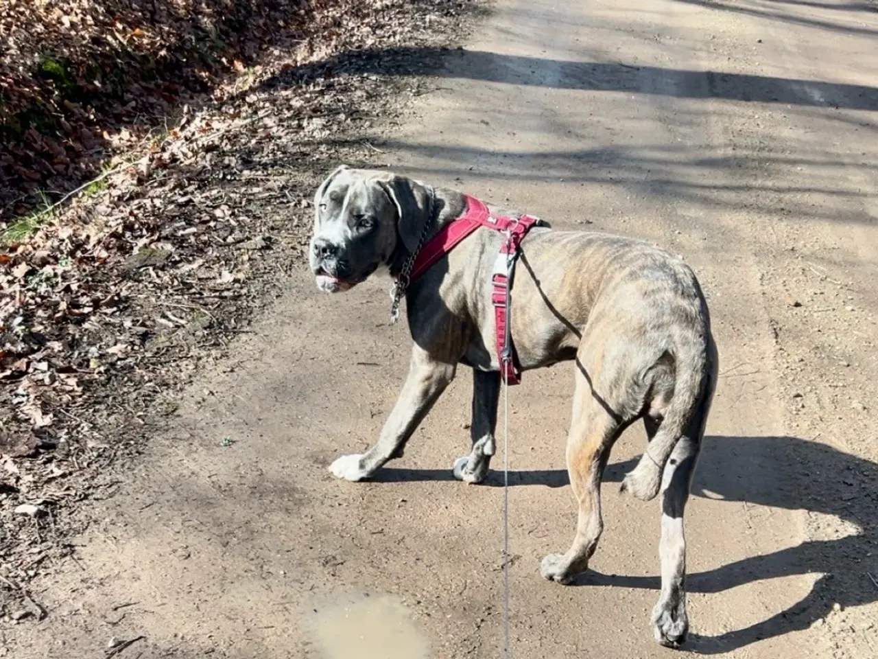 Billede 3 - Cane Corso tæve solvej