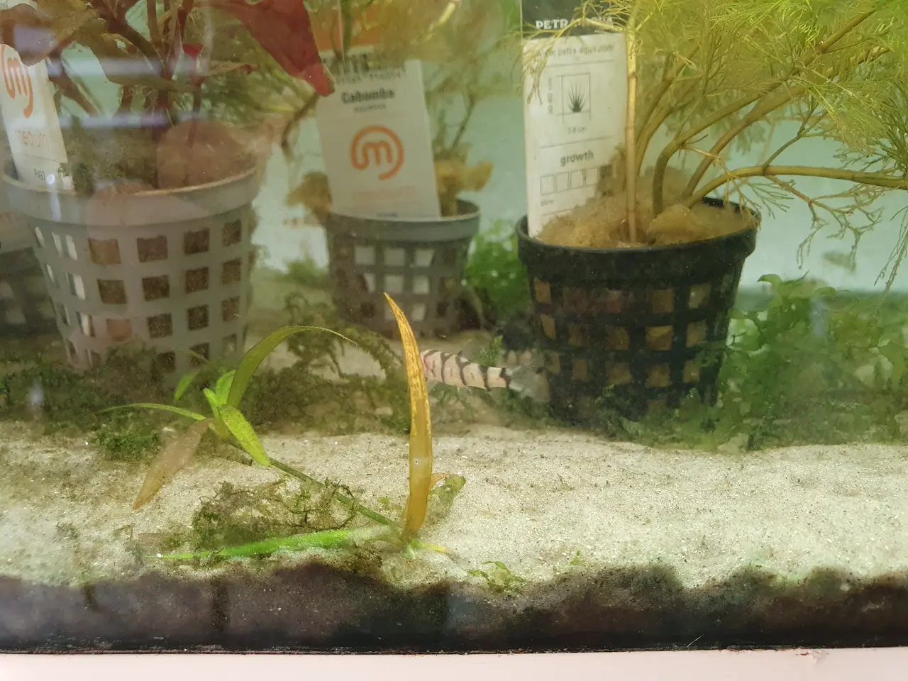 Billede 2 - 🖤🐟 NET SMERLINGER TIL SALG 🐟🖤