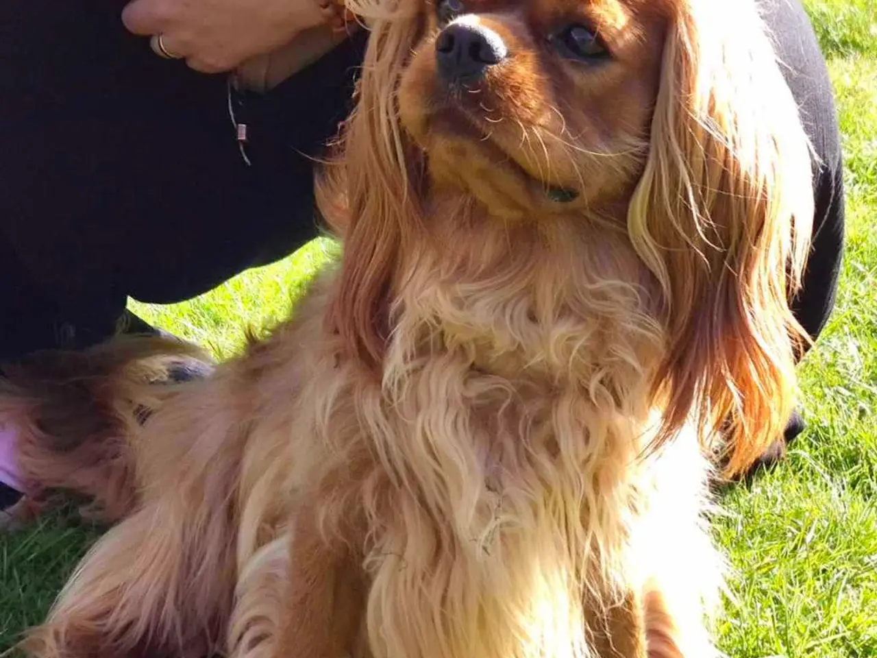 Billede 2 - Han hund til parring 