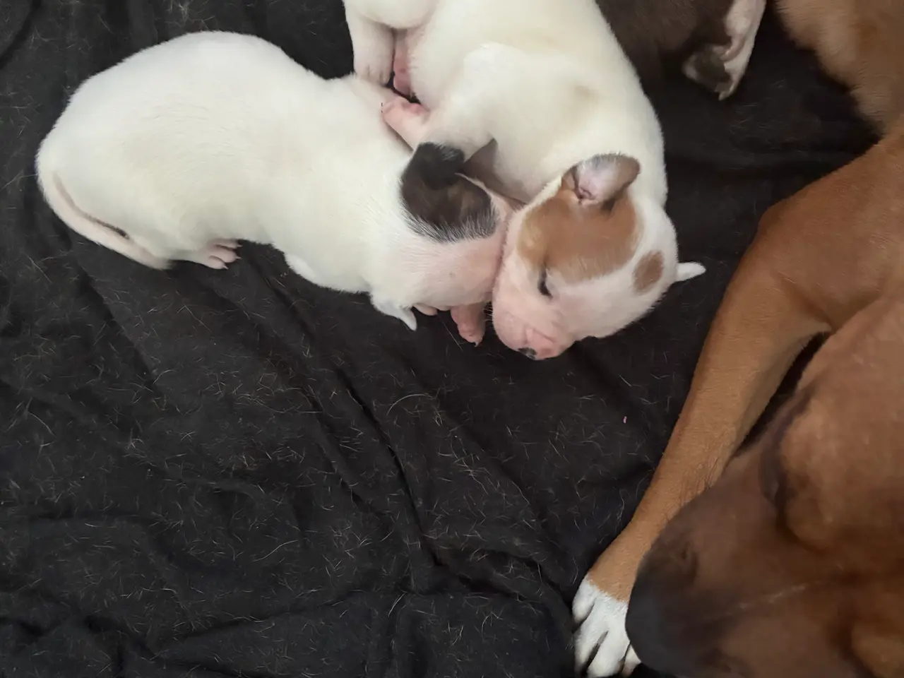 Billede 14 - Engelsk staffoird terrier hvalpe