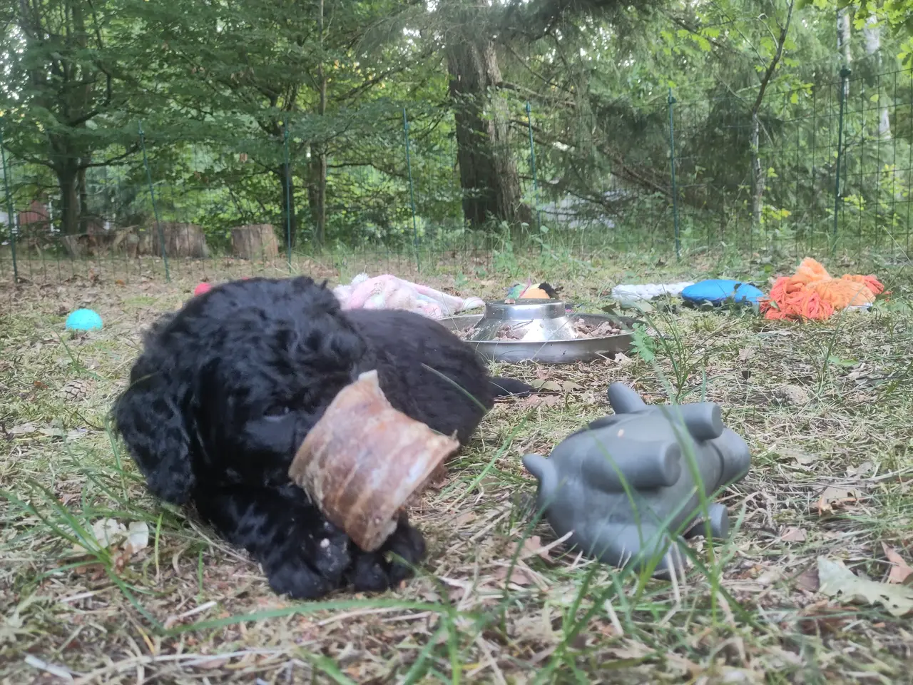 Billede 8 - 🐶Labradoodle hvalpe søger kærlige familier 🏡❤️