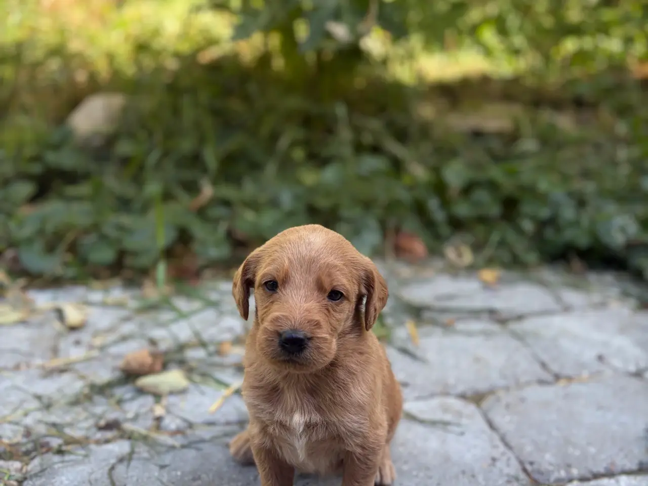 Billede 9 - Labradoodles