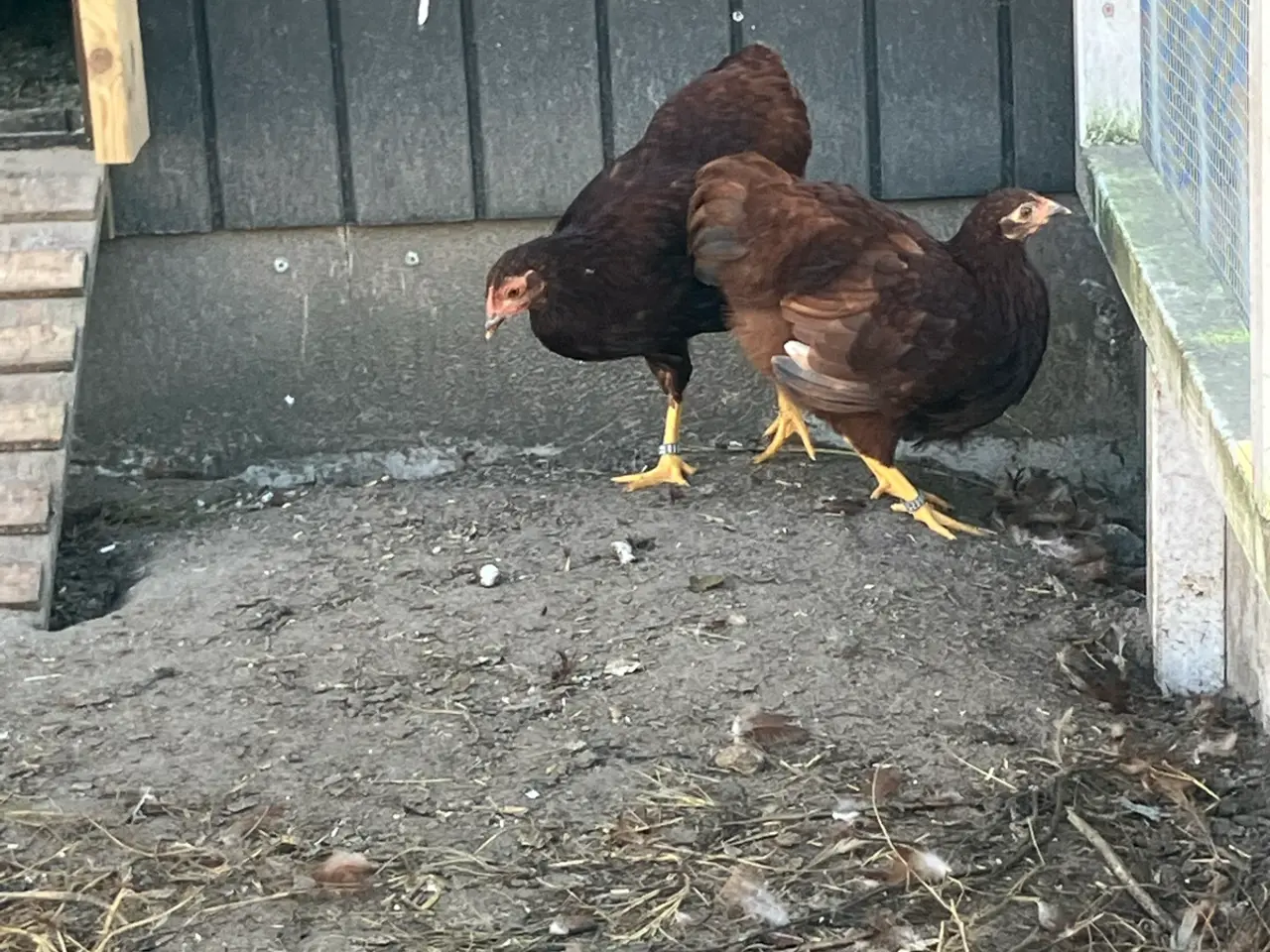 Billede 2 - Røde dværg wayndotter