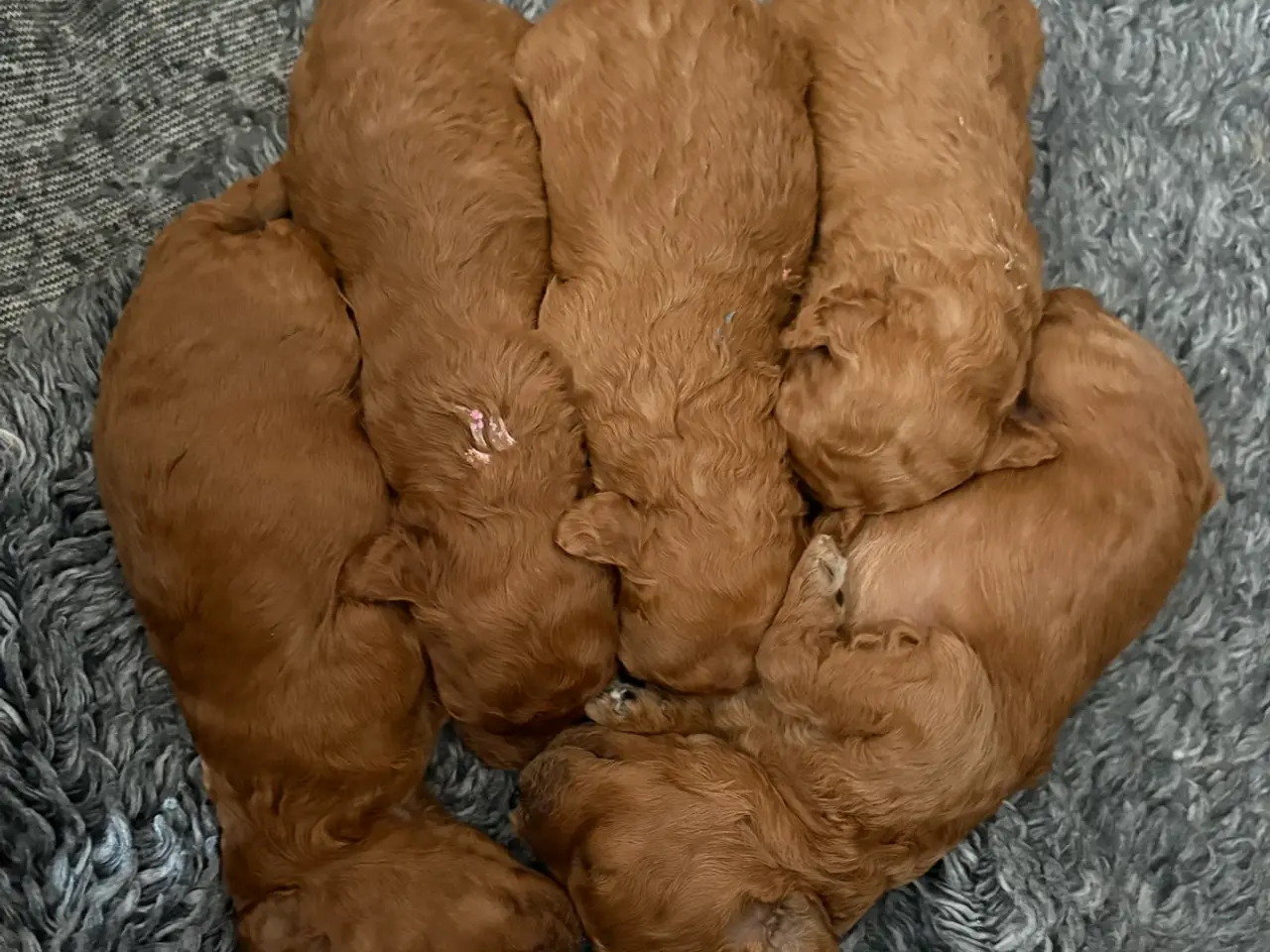 Billede 2 - Maltipoo. Røde uldtotter søger deres ev