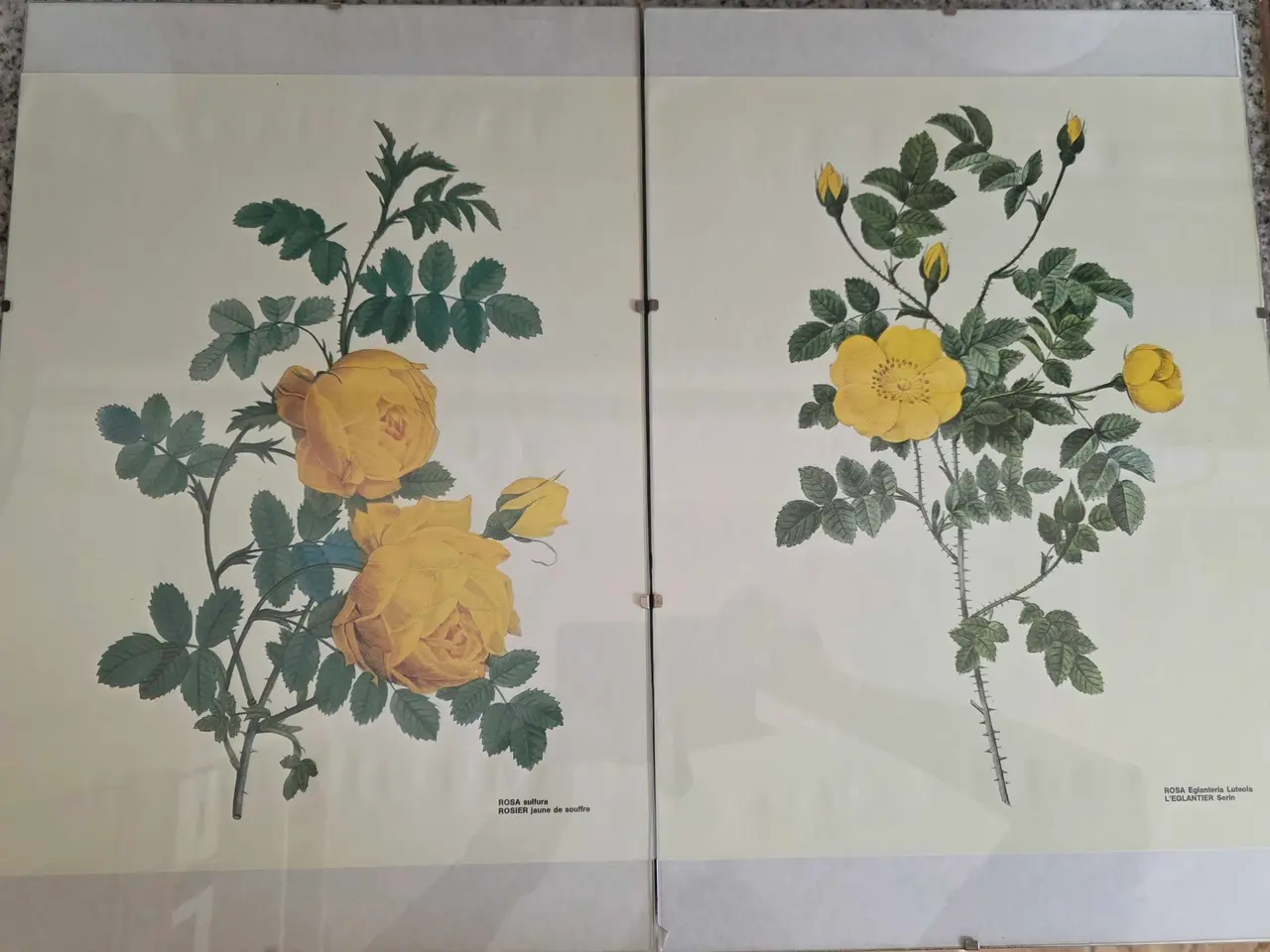 Billede 1 - 5 stk. Flora Danica billeder i skifterammer
