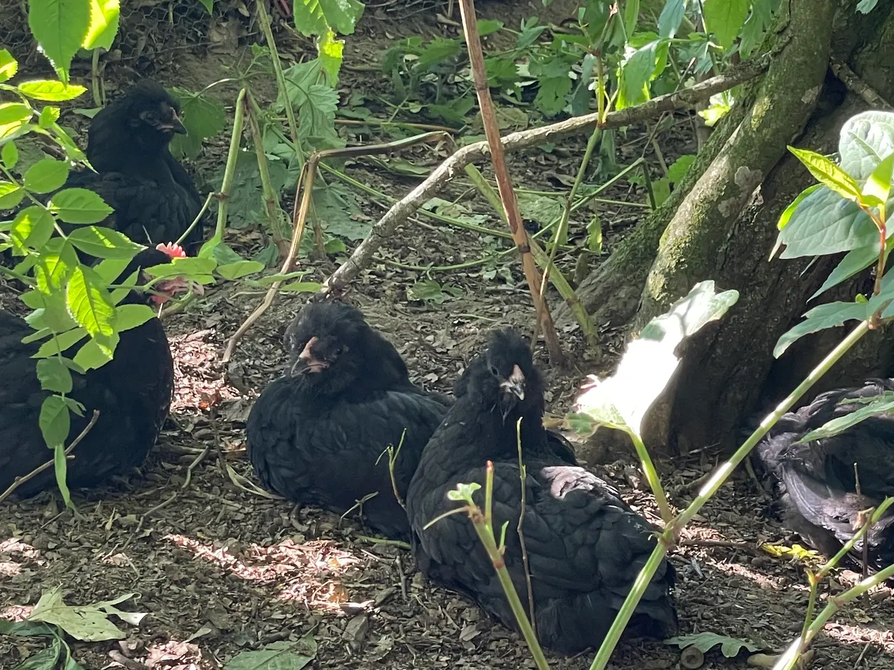 Billede 7 - Engelsk Araucana kyllinger