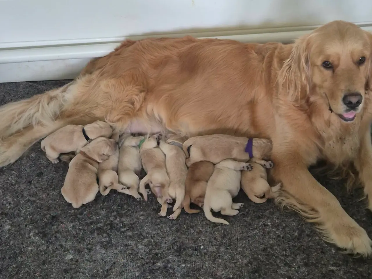 Billede 1 - 10 skønne Golden Retriever-hvalpe søger deres komm