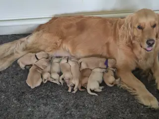 10 skønne Golden Retriever-hvalpe søger deres komm