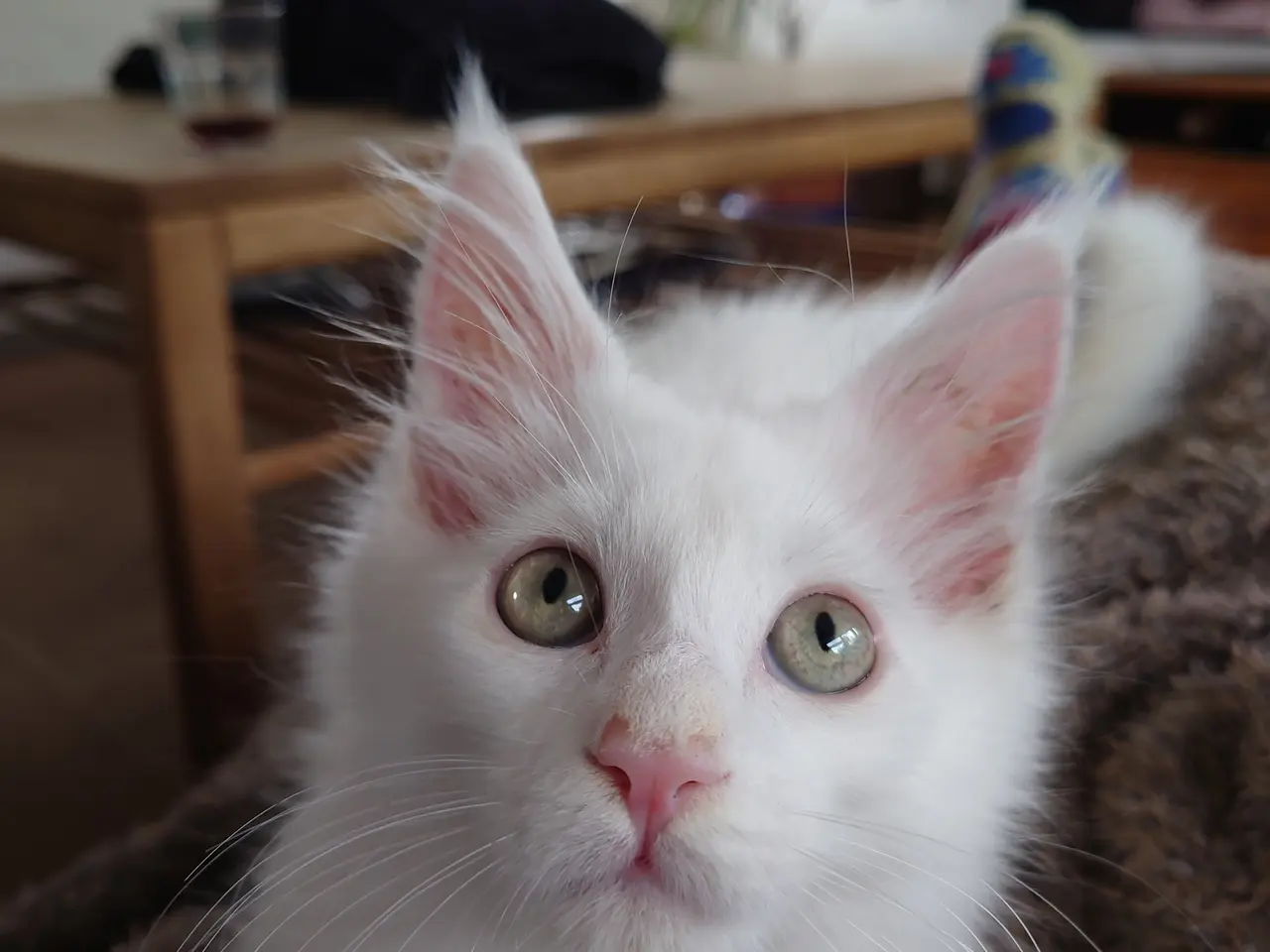 Billede 3 - Smukke Maine coon far med tavle