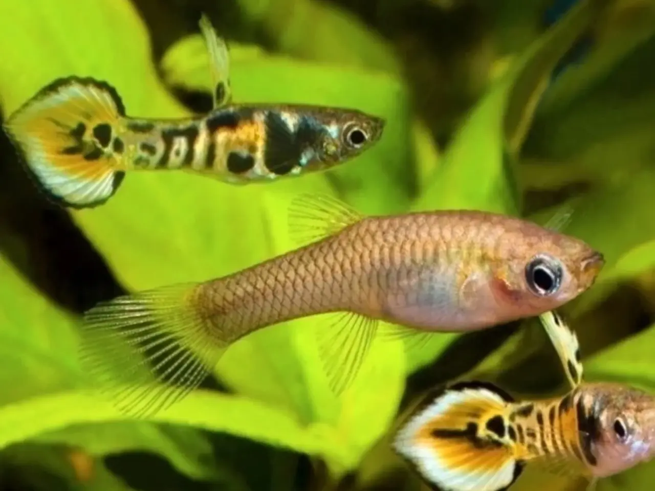 Billede 3 - 🐠🐟 10 stk fisk guppy tiger unger 🐠🐟