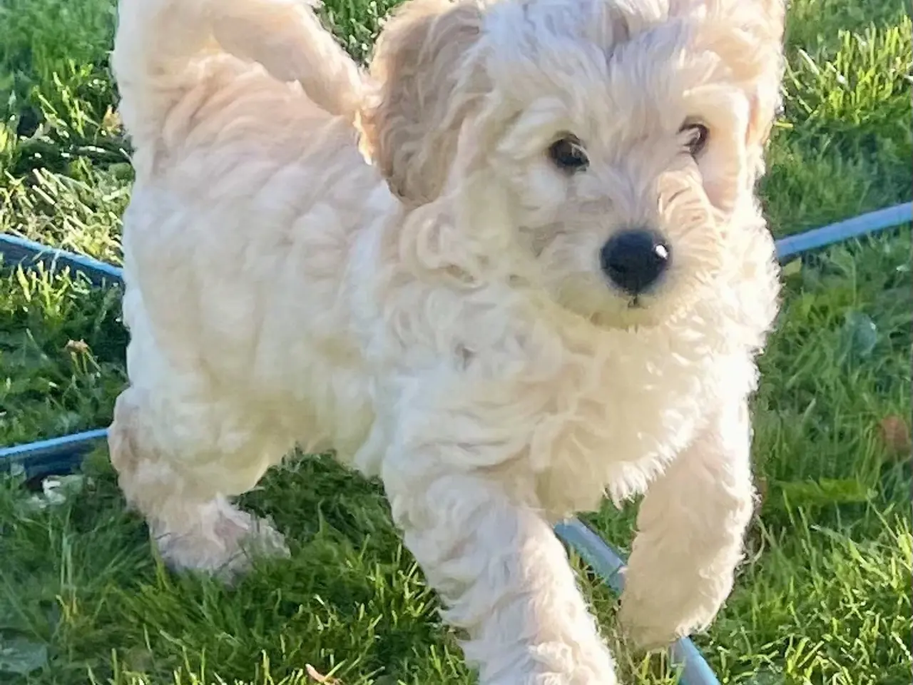 Billede 11 - Mini-labradoodle / doodle sælges