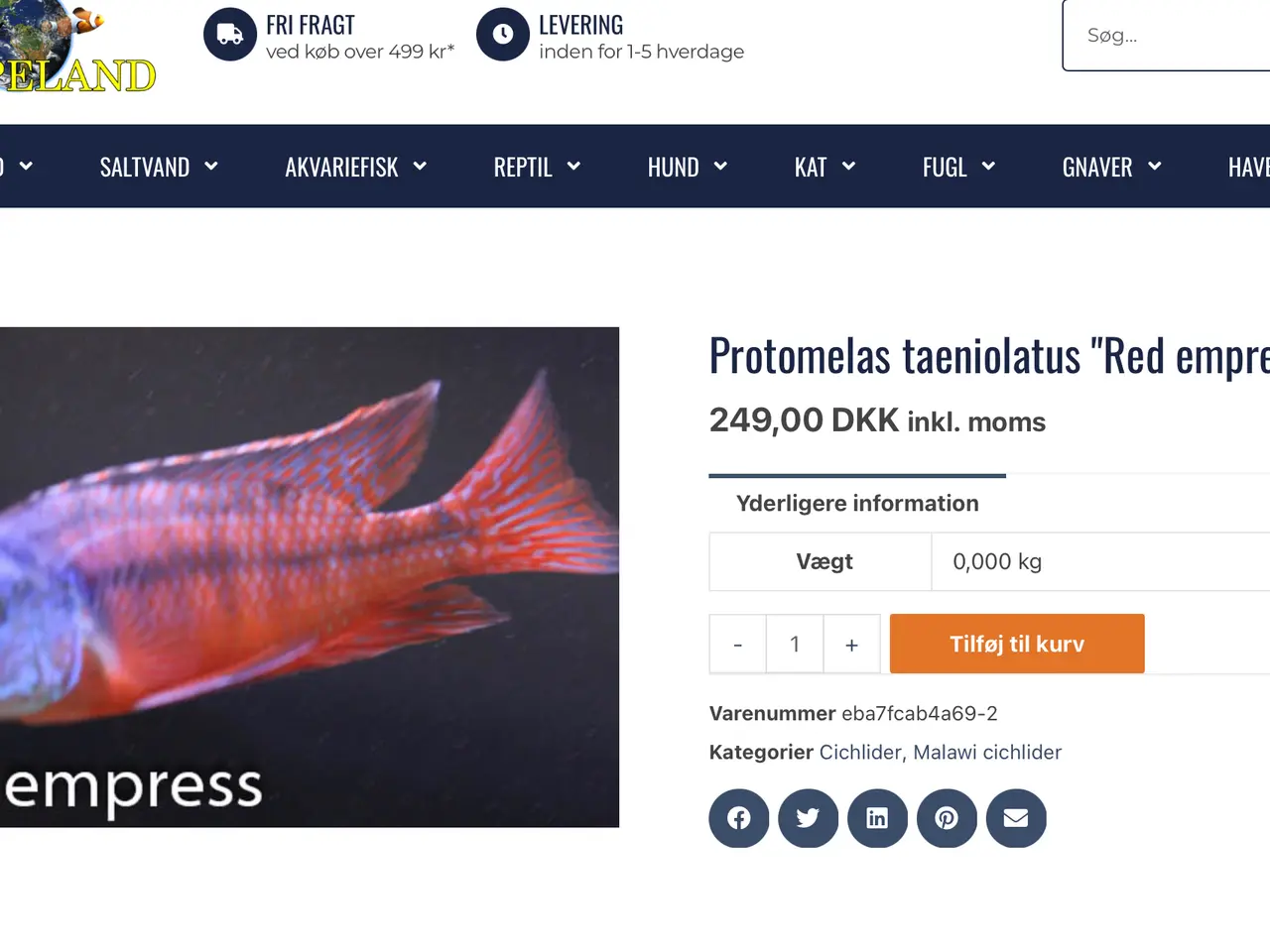 Billede 7 - Red Empress F2 utrolig smukke malawi cichlider
