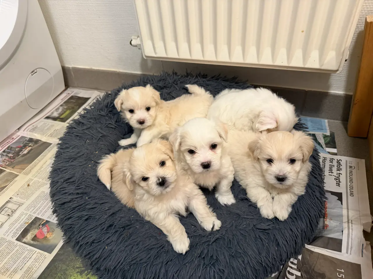 Billede 4 - Rolige bormulds hvalpe 🐶