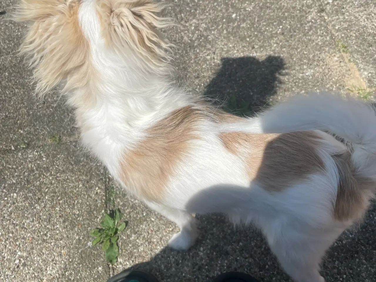 Billede 4 - Chihuahua/pomerania/papillon hvalp sælges