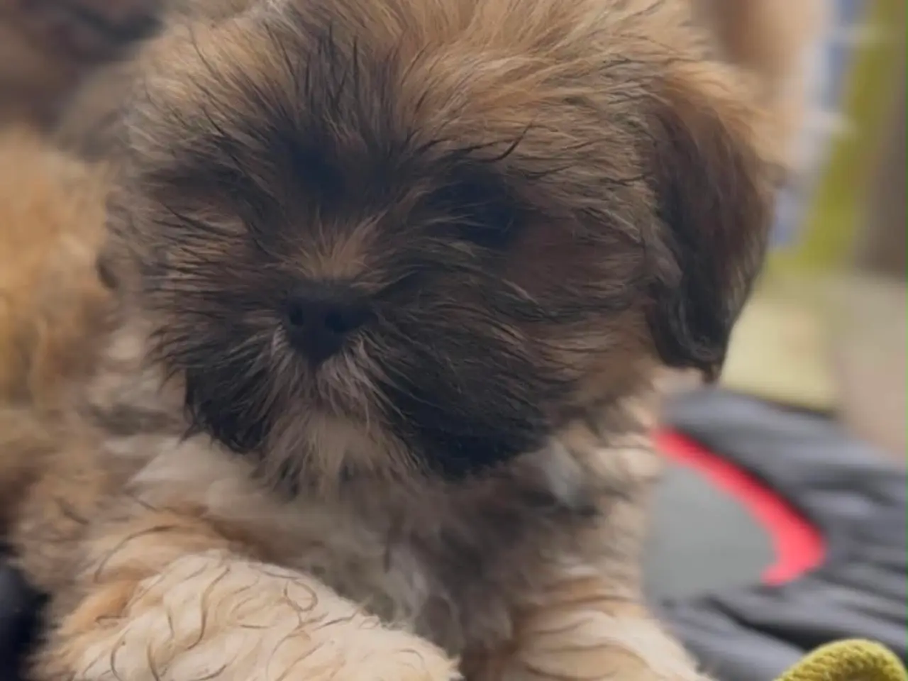 Billede 3 - Skønne Lhasa apso tæver med DKK stamtavle 