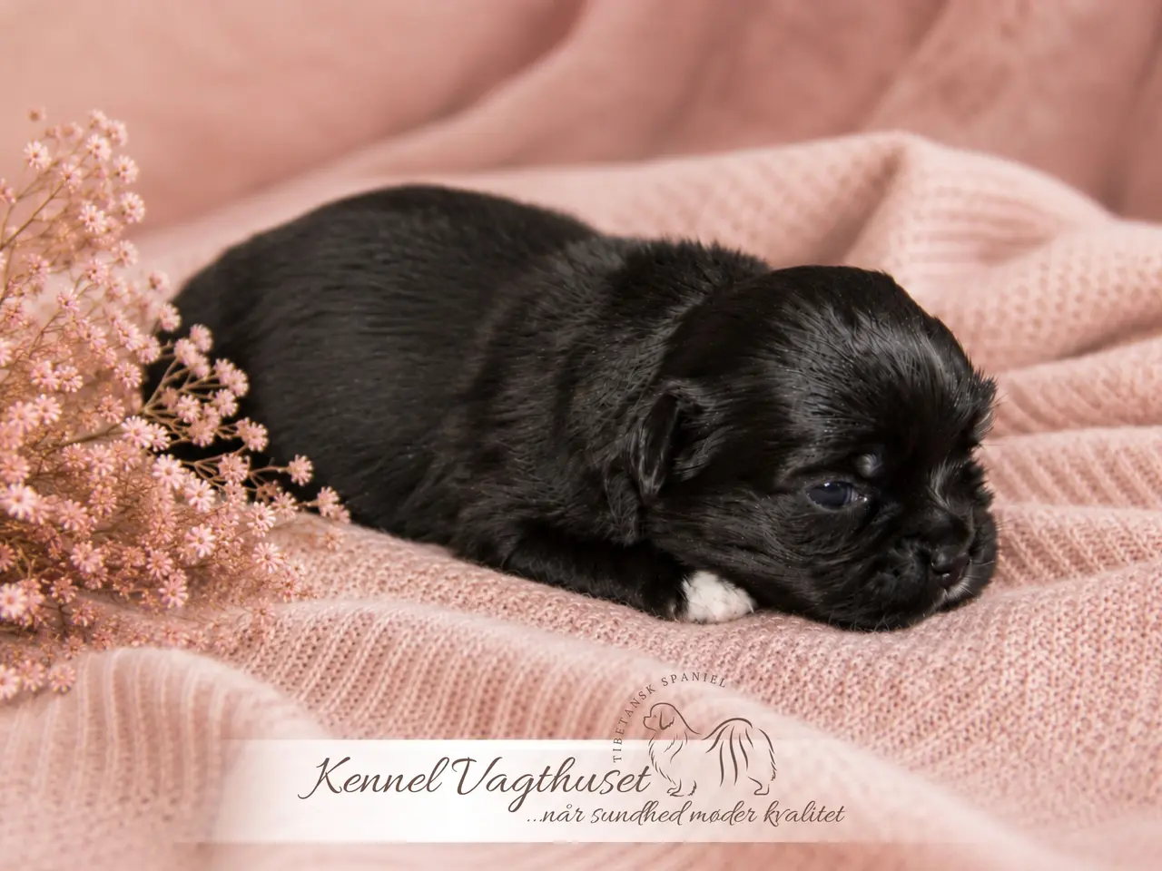 Billede 7 - Tibetansk Spaniel hvalpe
