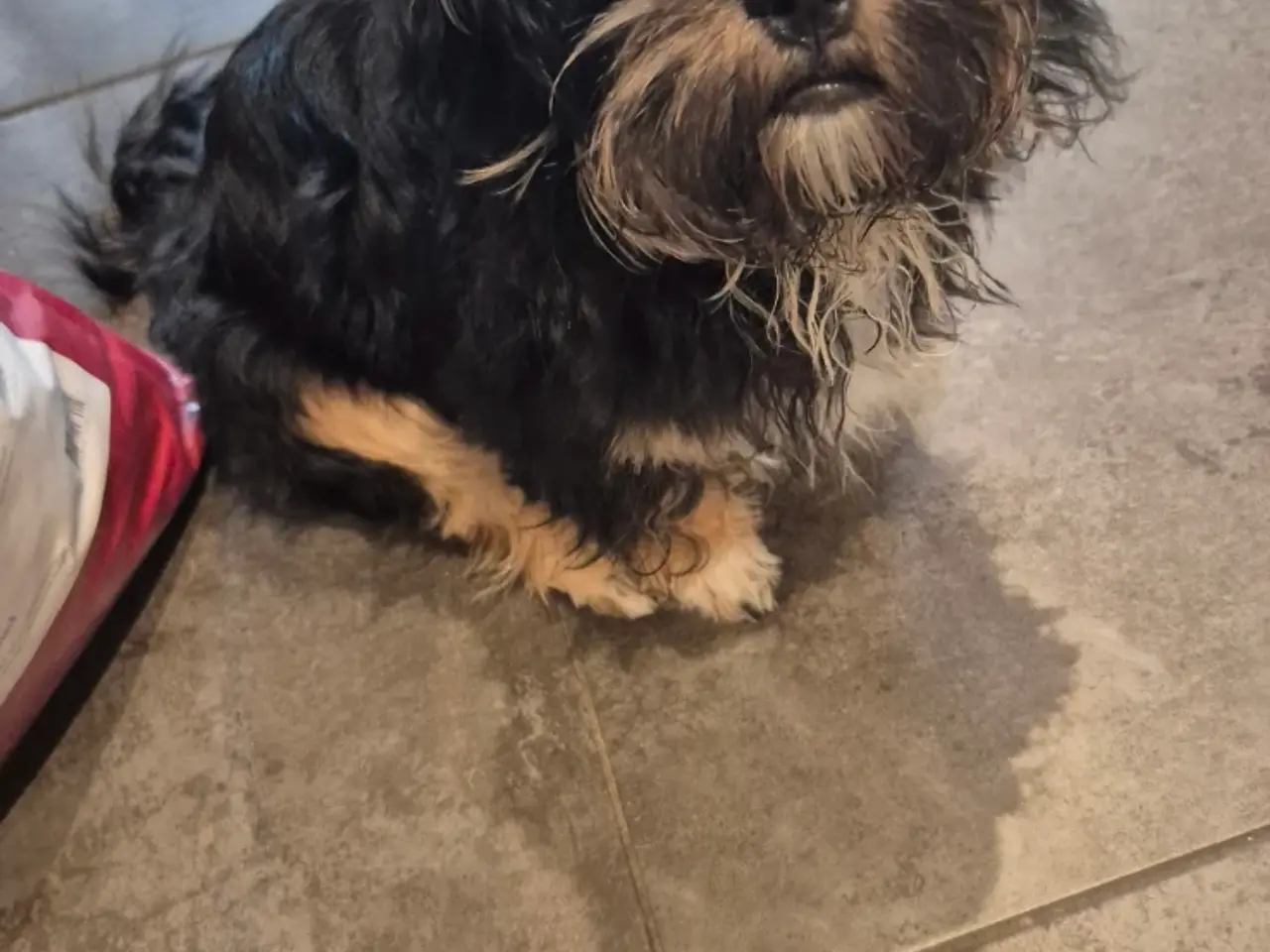 Billede 6 - Shih Tzu/ bichon havanais