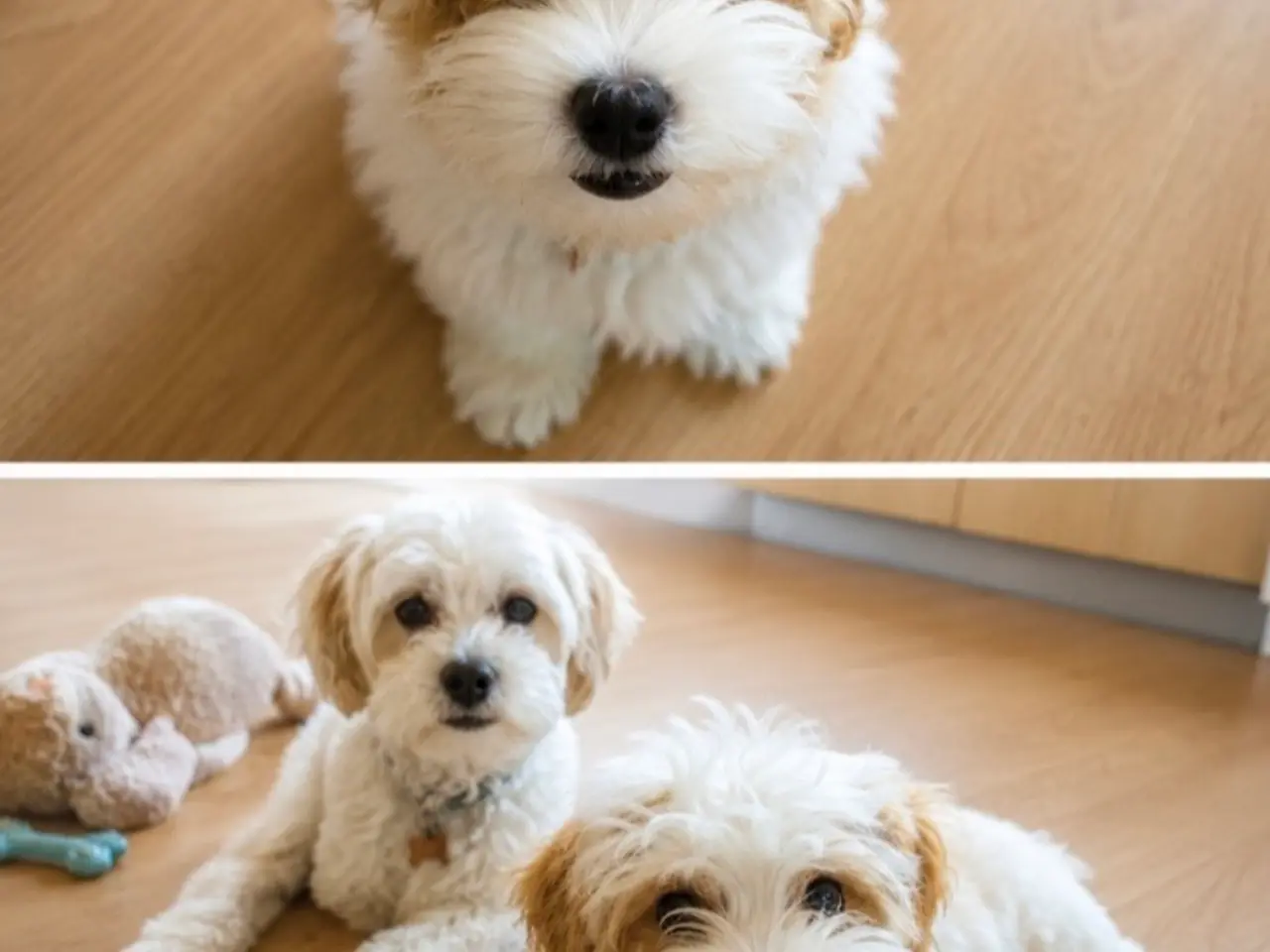 Billede 1 - Bichon havanais