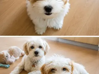 Bichon havanais 