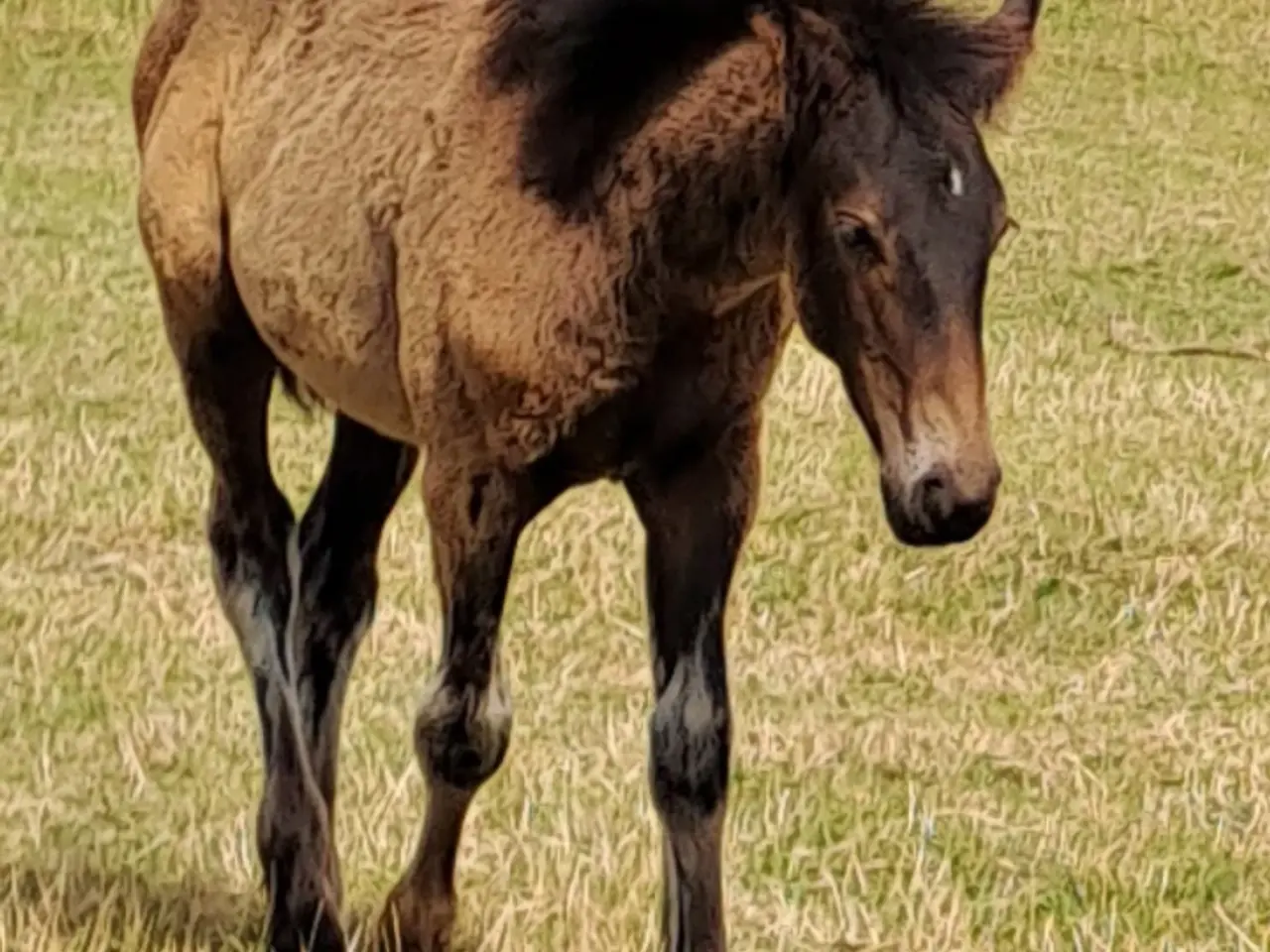 Billede 5 - Tinker/varmblods hingst