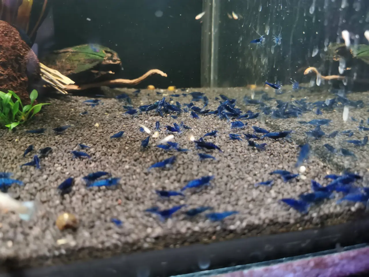 Billede 5 - Neocaridina Blue Dream rejer