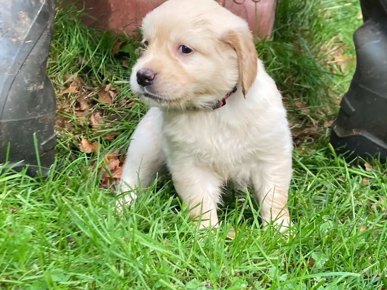 Billede 6 - Hvalpe, Golden retrievere