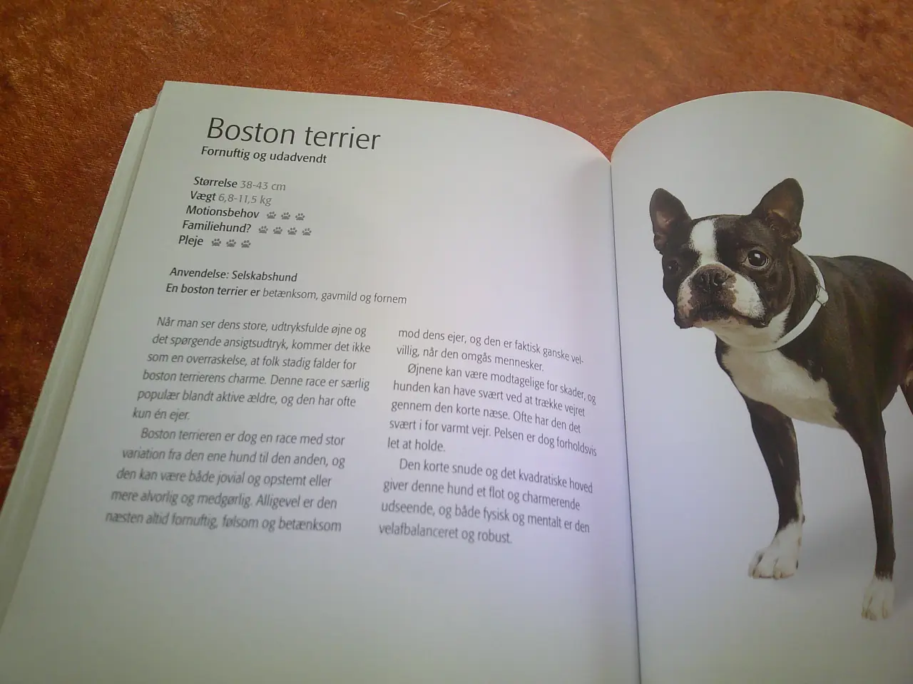 Billede 2 - Find din hund, Chas Newkey-Burden