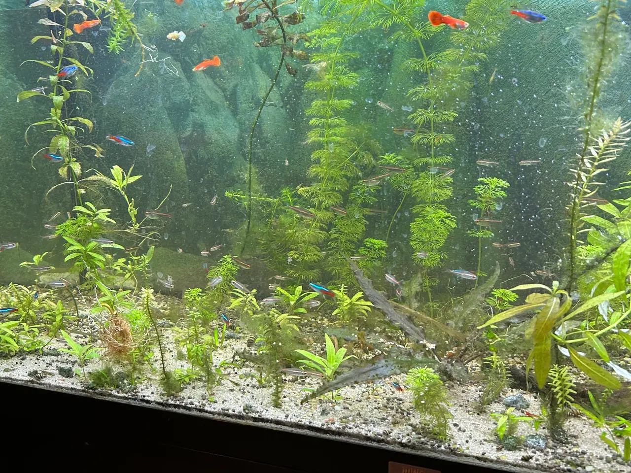 Billede 4 - 🌿 Levende akvarieplanter – 2 stk. GLS