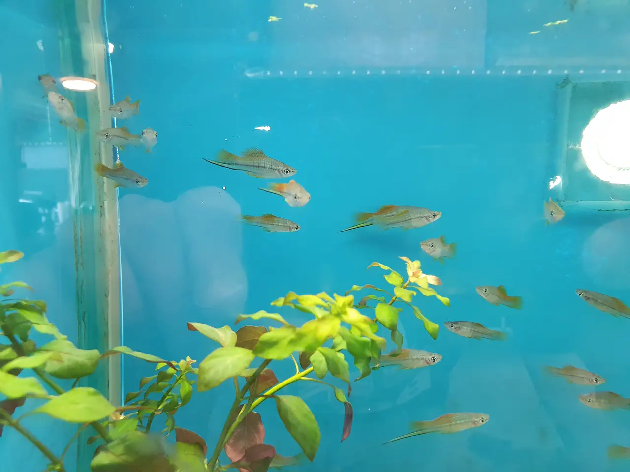 Billede 6 - 🧡🐟 MARIGOLD SVÆRDDRAGER TIL SALG 🐟🧡