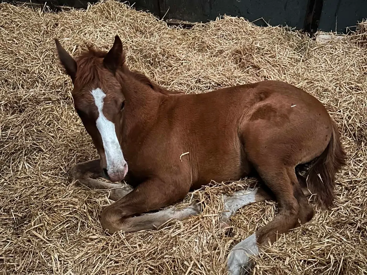 Billede 10 - Dansk varmblod hingst