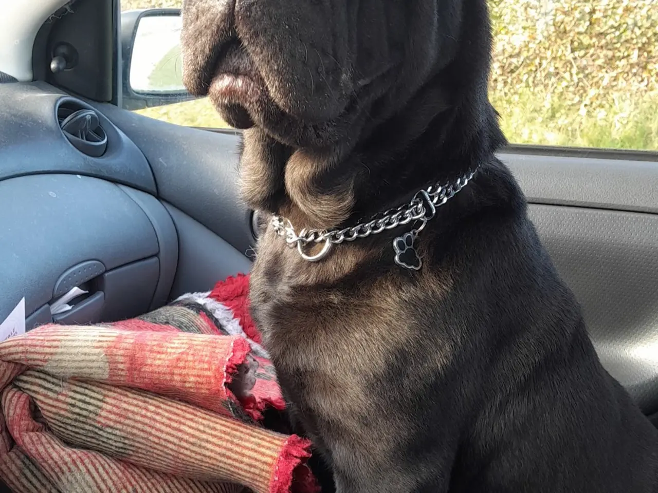 Billede 9 - Shar pei hvalp
