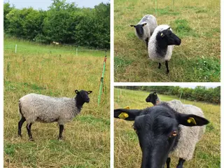 2 Gimmere / Gotlandsk pelsfår sælges