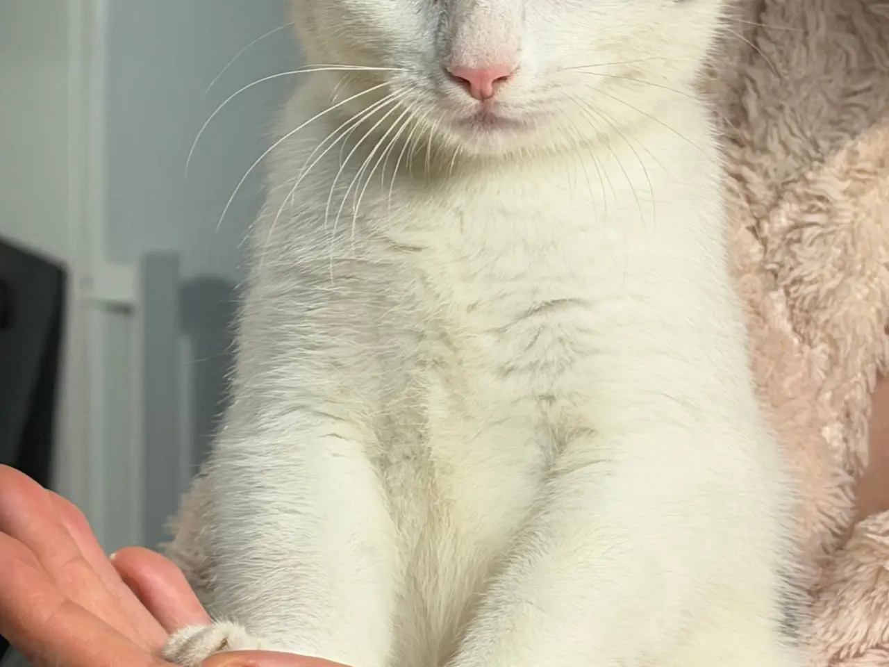 Billede 1 - Pige killing 🐱
