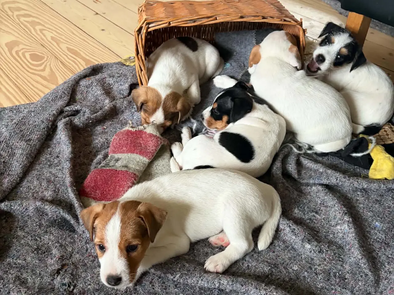 Billede 1 - Jack Russel (Parson) hvalpe, 3 hanner, 2 tæver