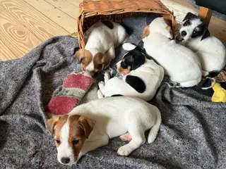 Jack Russel (Parson) hvalpe, 3 hanner, 2 tæver