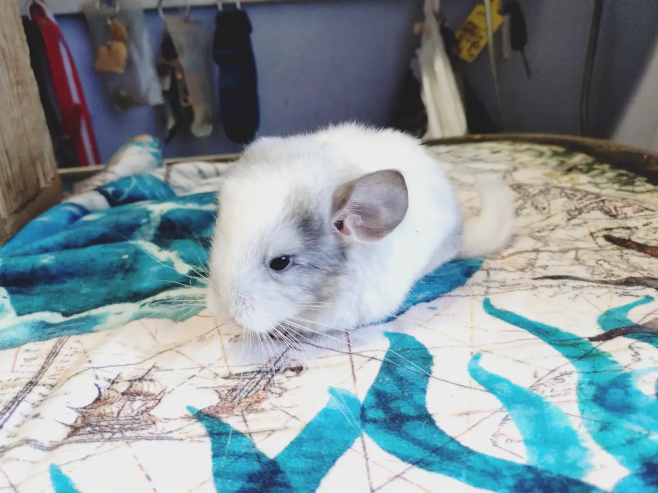 Billede 1 - Chinchilla unger