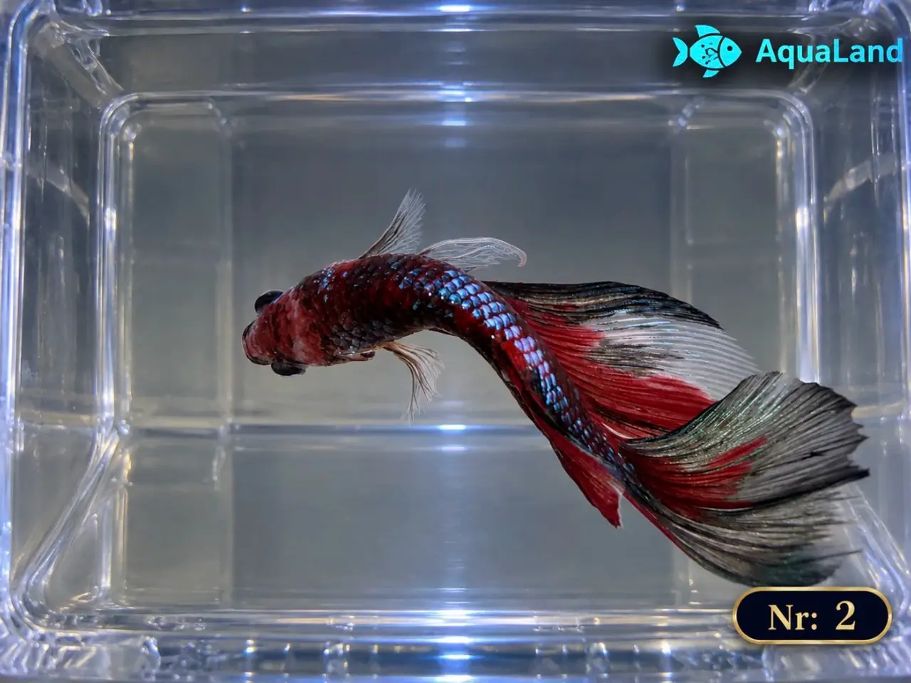 Billede 5 - 😍 Flotte Betta fisk