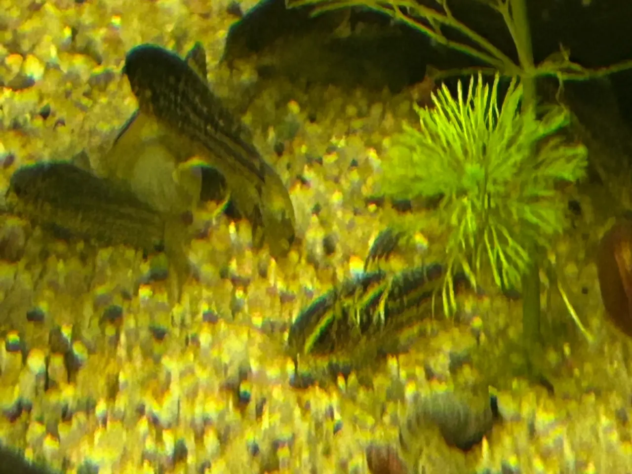 Billede 1 - 🐠✨ Nannus pansermaller – Fredelige bundfisk