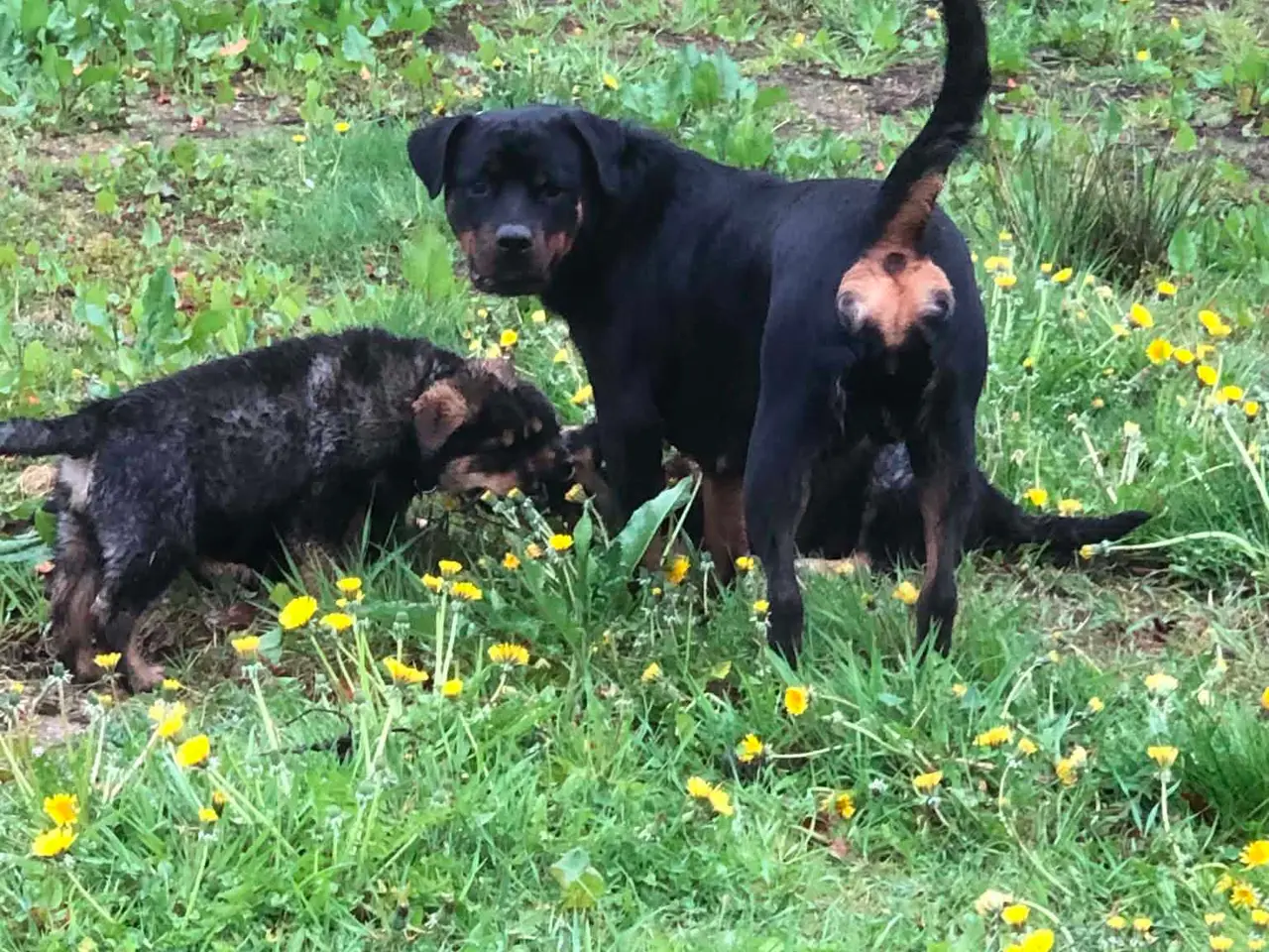 Billede 12 - ROTTWEILER/ALASKAN MALAMUT piger søger nye familie