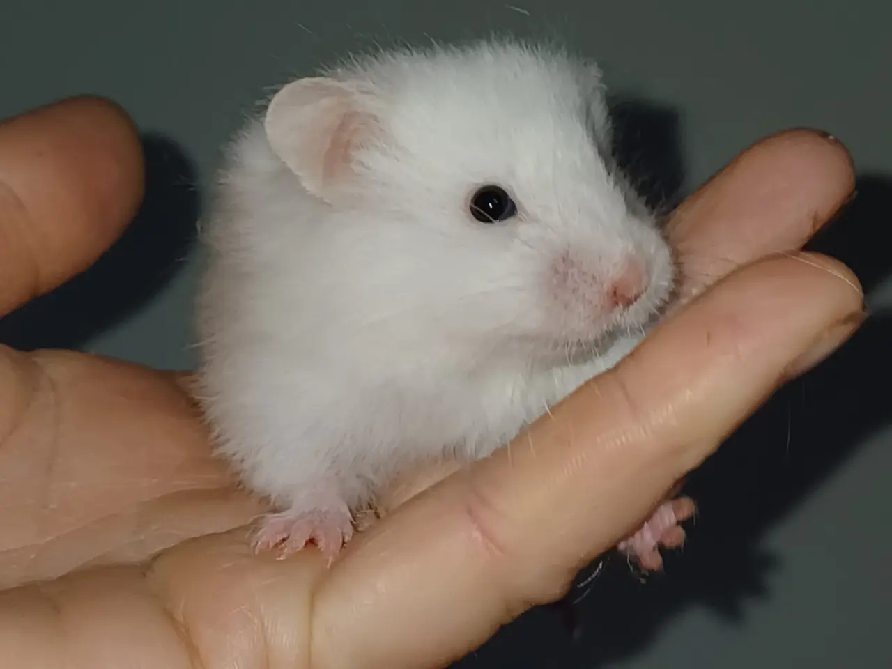 Billede 6 - Guldhamster unger