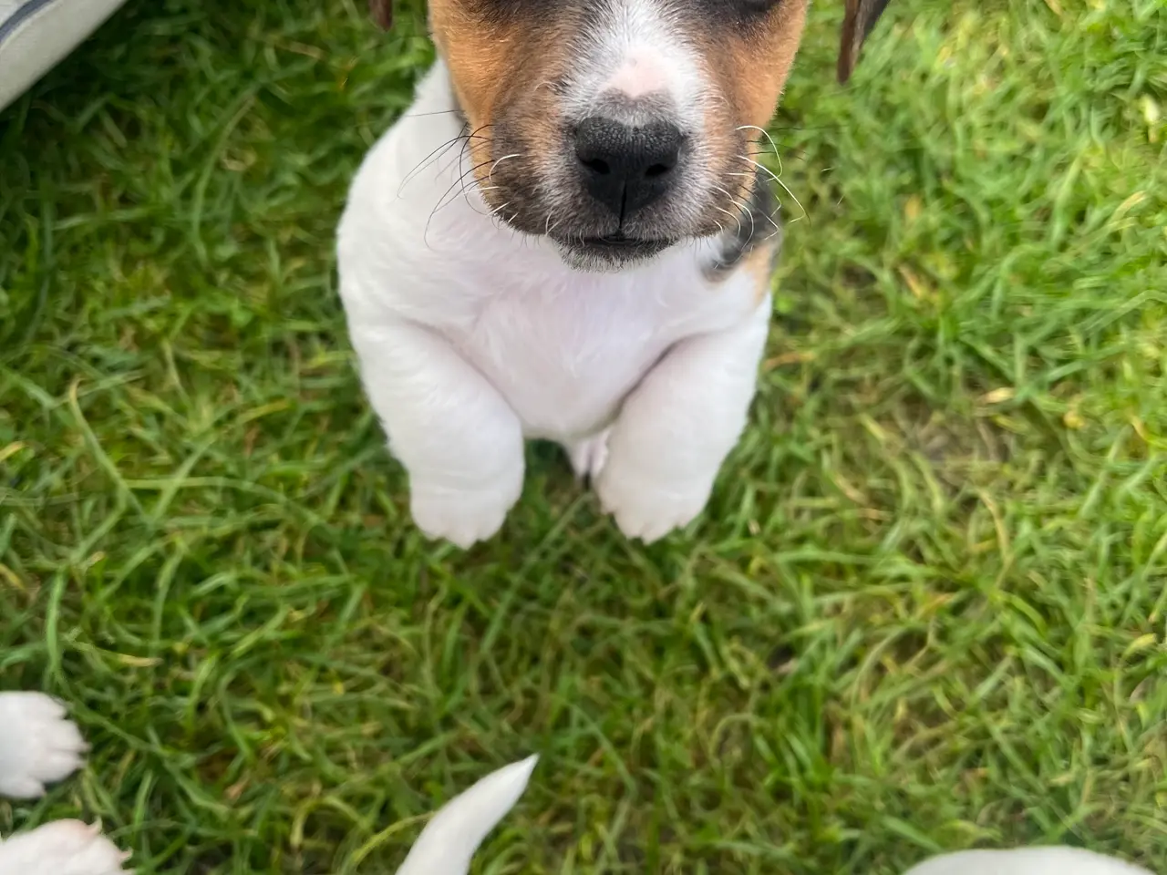Billede 8 - Jack Russel hvalpe - lavbenede og glathårede