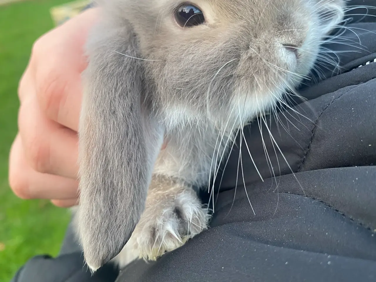 Billede 2 - Mini lop dreng kaninunge
