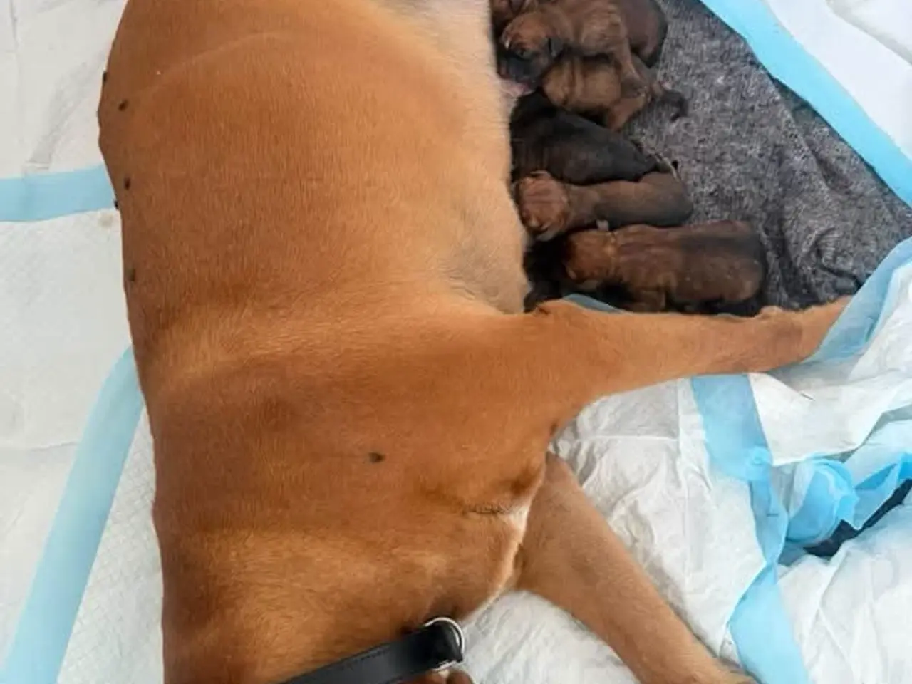 Billede 2 - Boxer/broholmer