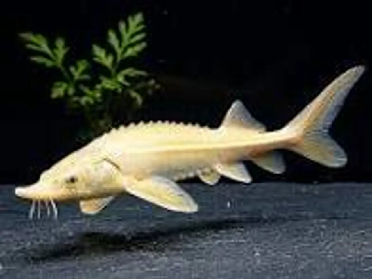 Billede 1 - STØR. GOLD. BLUE EYE ((35-40 CM)) FÅ MÆNGDE RABAT