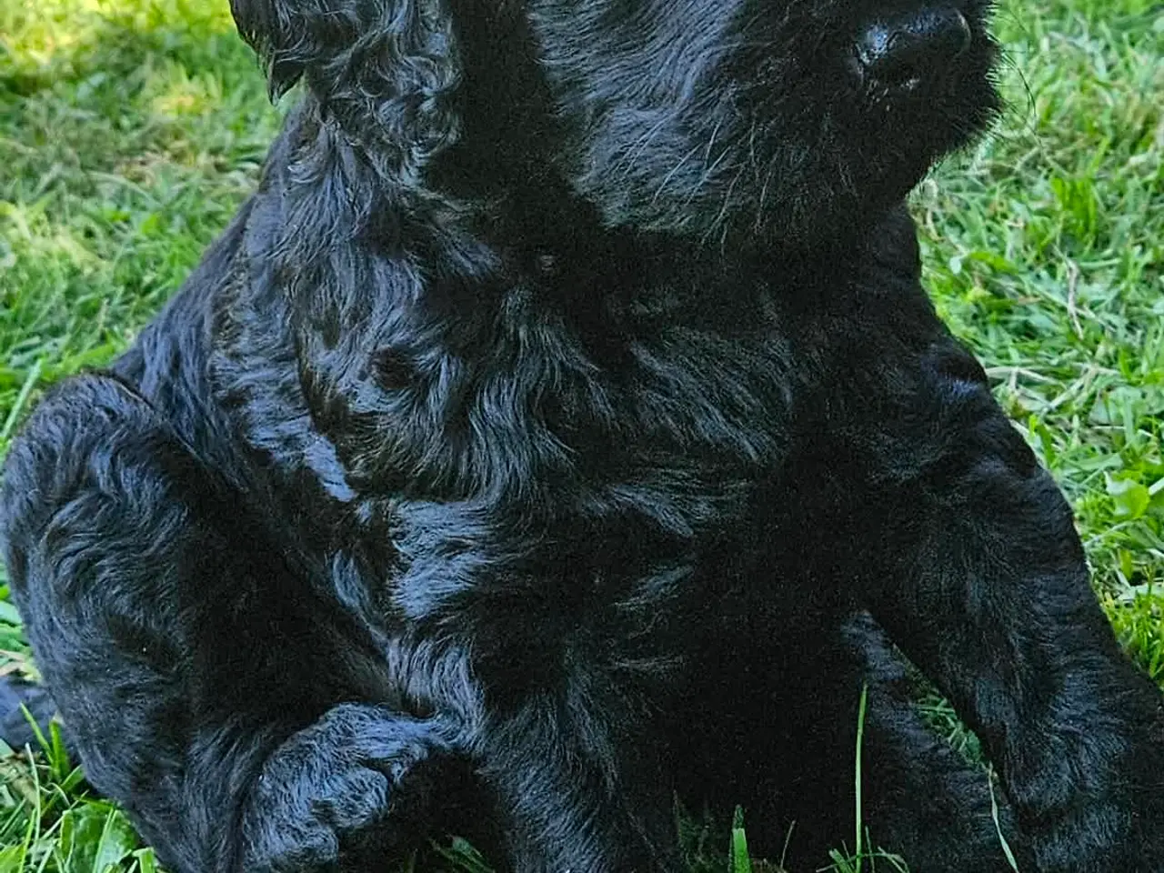 Billede 1 - Goldendoodle hvalpe